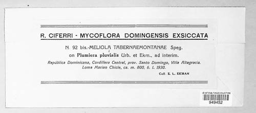 Meliola tabernaemontanae image